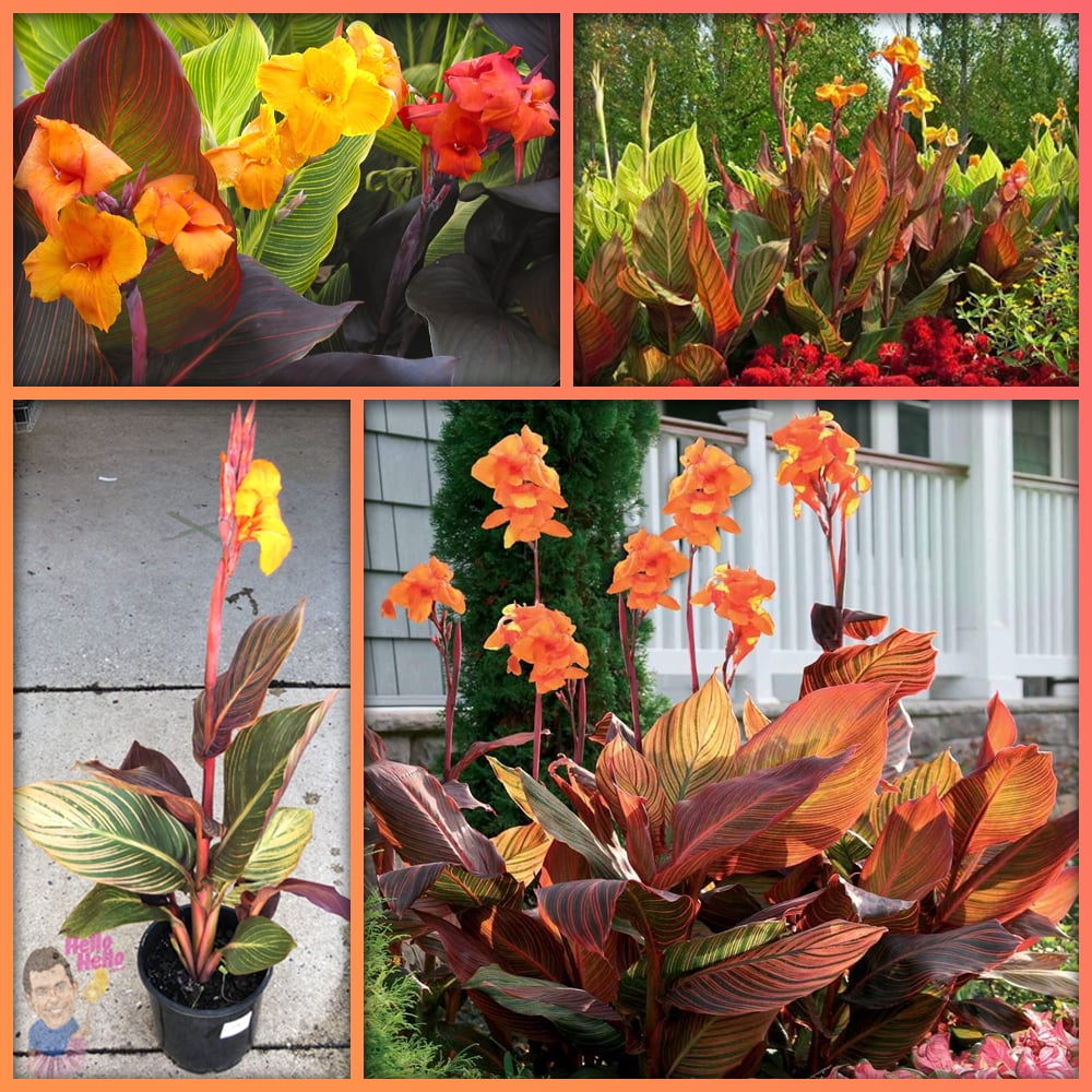 1000x1000 Tropicanna canna Lilies-1