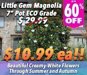 300x240 72dp Magnolia little gem 7ec 60 off
