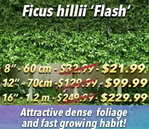 300x240 72dpi  Ficus Flash 8 12 16