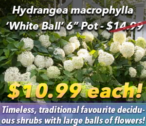 300x240 72dpi  White Ball Hydrangea 6