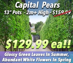 300x240 72dpi 13in 2m capital pear