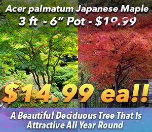 300x240 72dpi 3ft Japanese Maple 6 sp 2