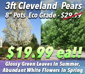 300x240 72dpi 3ft cleveland pear eco