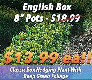 300x240 72dpi 8inch English box