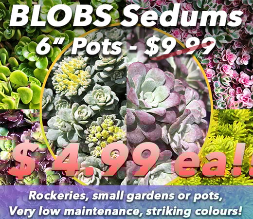 300x240 72dpi Blob Sedum 2