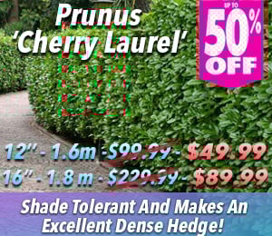 300x240 72dpi Cherry laurel 12 16 sp 50off