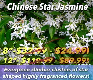 300x240 72dpi Chinese star Jasmine 8in 12in