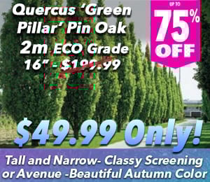 300x240 72dpi Green Pillar Pin Oak sp 75