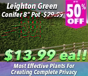 300x240 72dpi Leighton Green 8 sp 50 off
