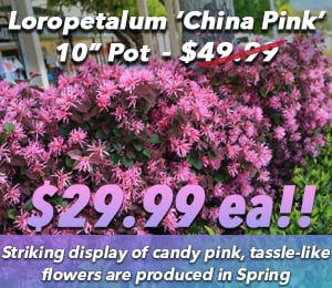 300x240 72dpi Loropetalum China Pink 10