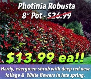 300x240 72dpi Photinia robusta 8