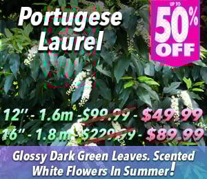 300x240 72dpi Portugese Laurel  12 16 Sp 50