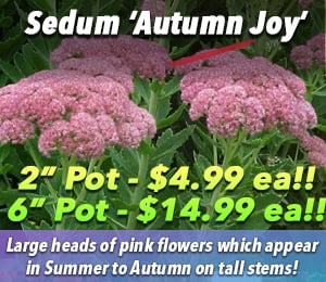 300x240 72dpi Sedum Autumn Joy