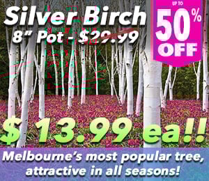 300x240 72dpi Silver Birch 8in special 2 50off