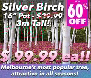 300x240 72dpi Silver Birch 8in special 3 60 off