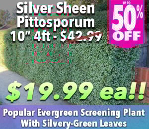 300x240 72dpi Silver sheen 10 2 50