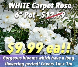 300x240 72dpi White Carpet Rose 6