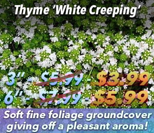 300x240 72dpi White creeping thyme 3 6