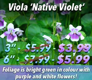300x240 72dpi native violet 3 6