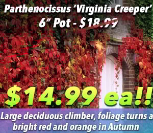 300x240 72dpi virginia creeper 6