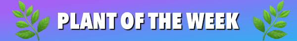 Plant of the week