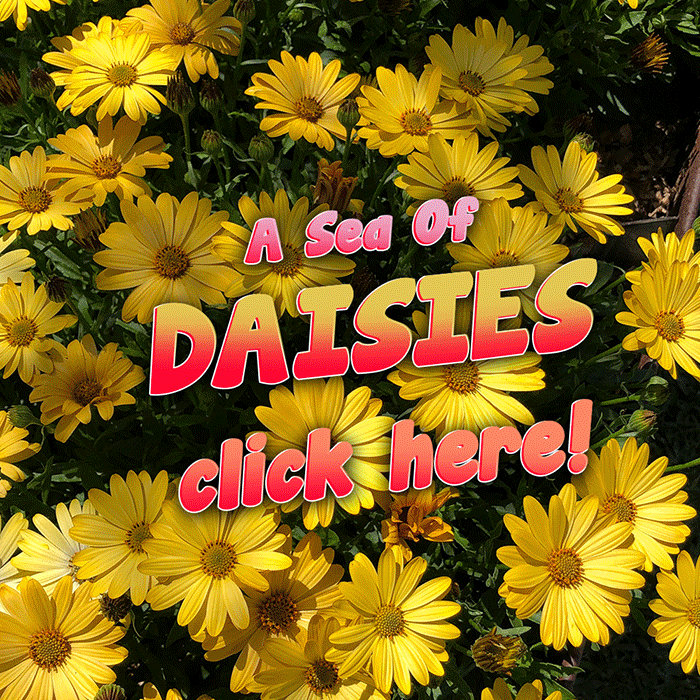 Sea-of-daisies